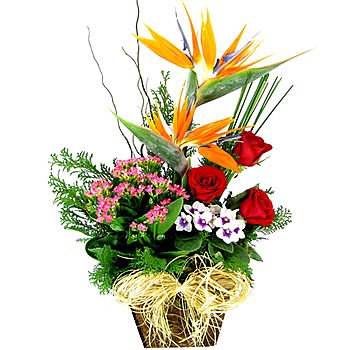 Maternidade Octaviano Neves, floricultura entrega flores presente, arranjos florais e orquídeas ramalhete de rosas